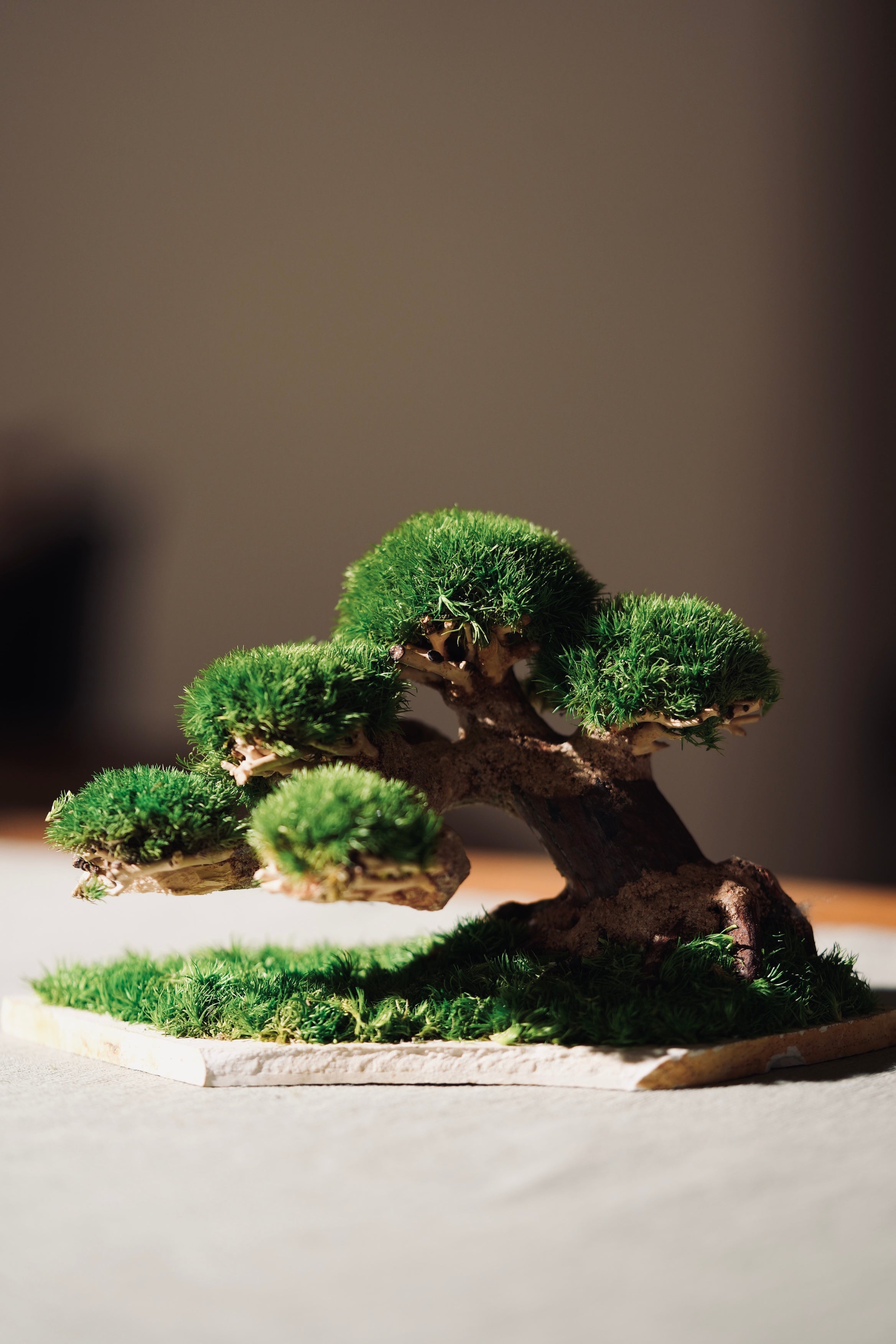 Slow Wood - Young - Classic edition - Smaller version (Preserved Plants)