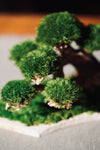 Slow Wood - Young - Classic edition - Smaller version (Preserved Plants)