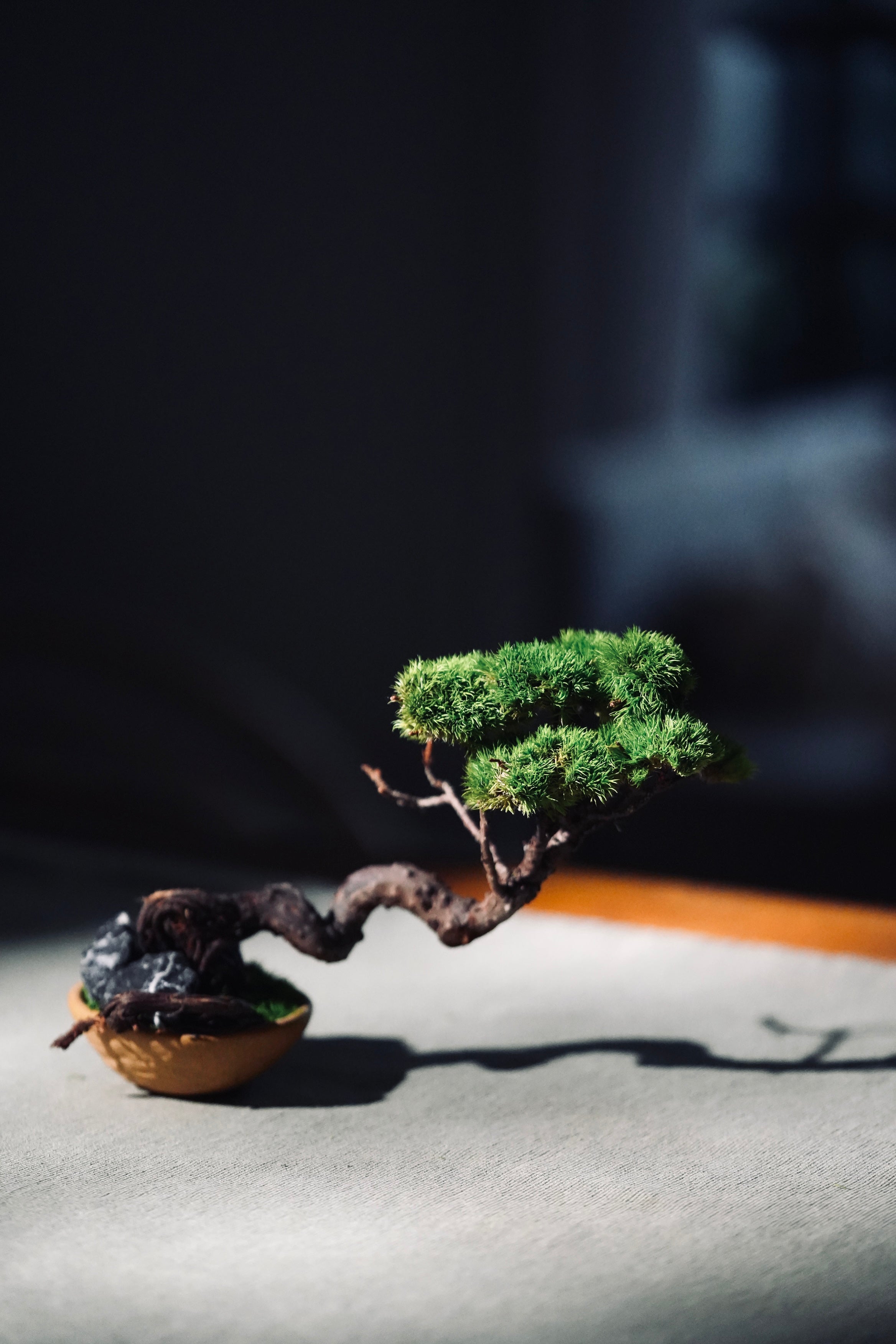 Juniper by the Winding Path (Preserved Plants)