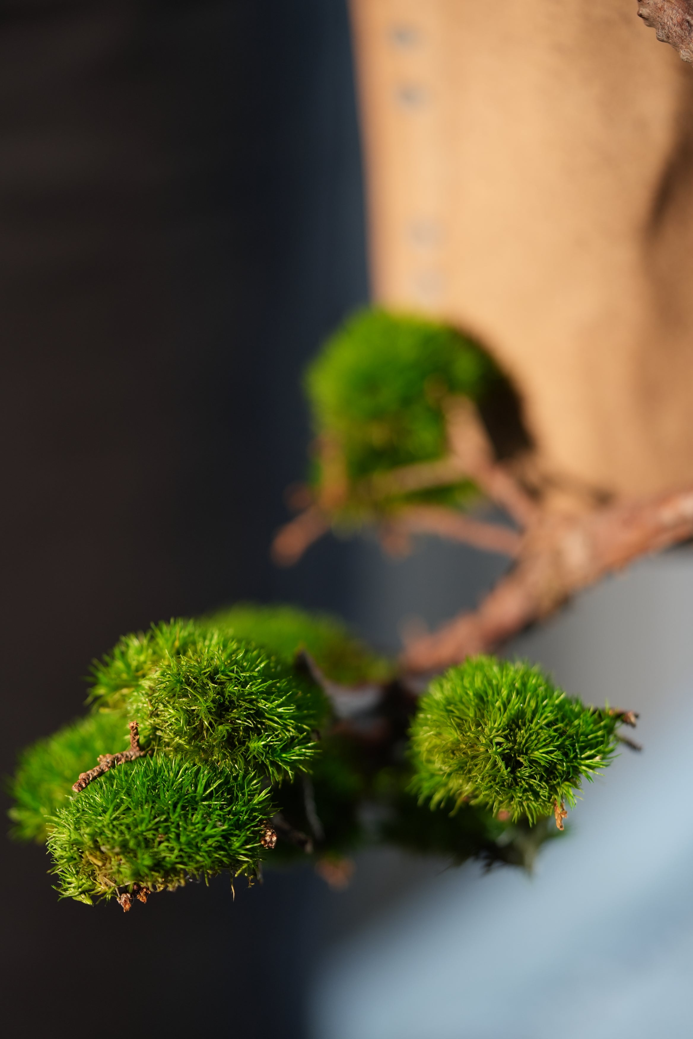 Juniper by the Winding Path - Wall Hanging edition (Preserved Plants)