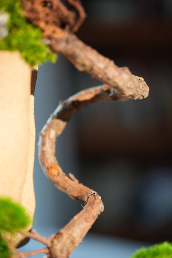 Juniper by the Winding Path - Wall Hanging edition (Preserved Plants)