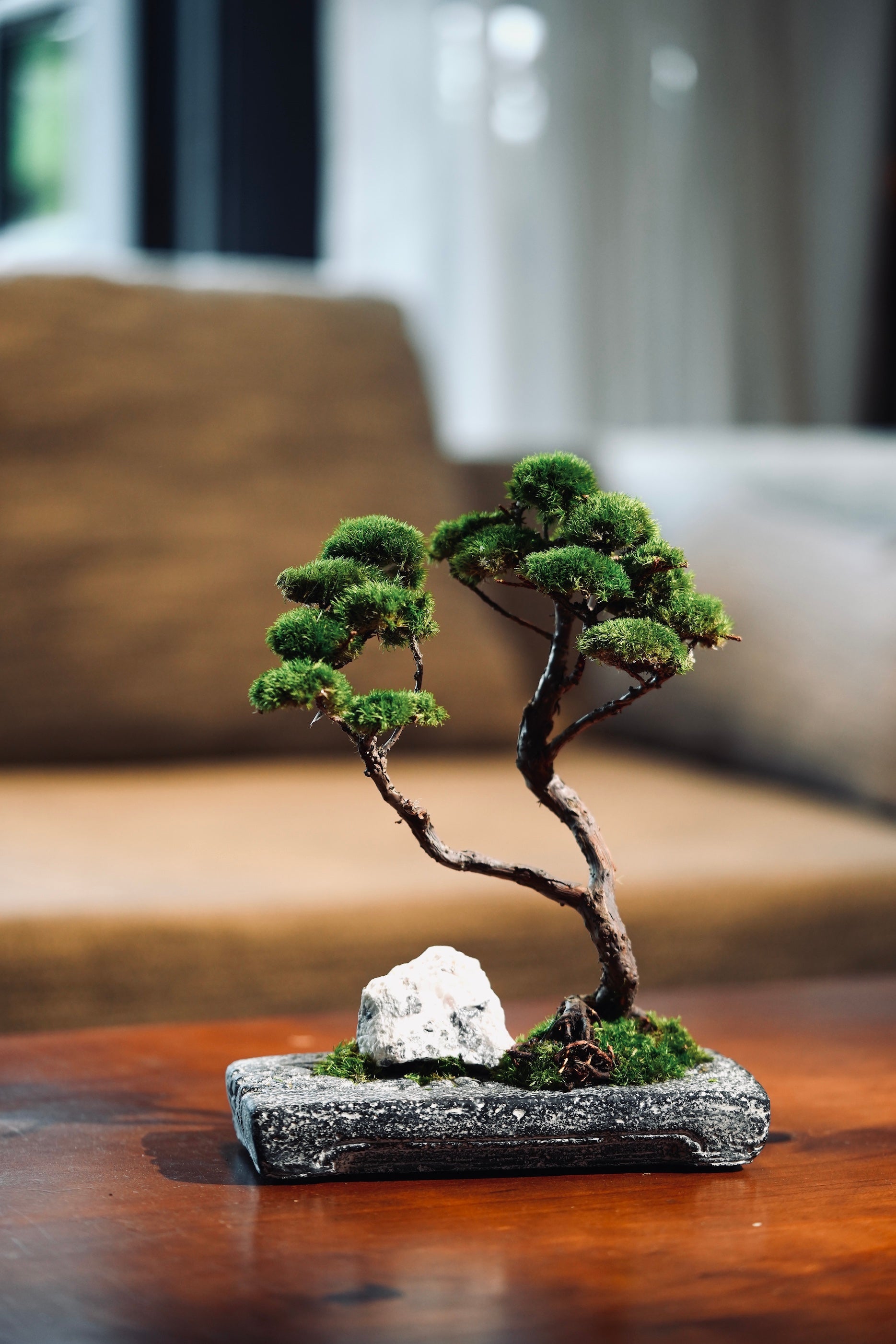 Juniper by the Winding Path - Anchor edition (Preserved Plants)