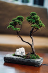 Juniper by the Winding Path - Anchor edition (Preserved Plants)