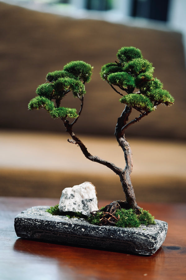 Juniper by the Winding Path - Anchor edition (Preserved Plants)