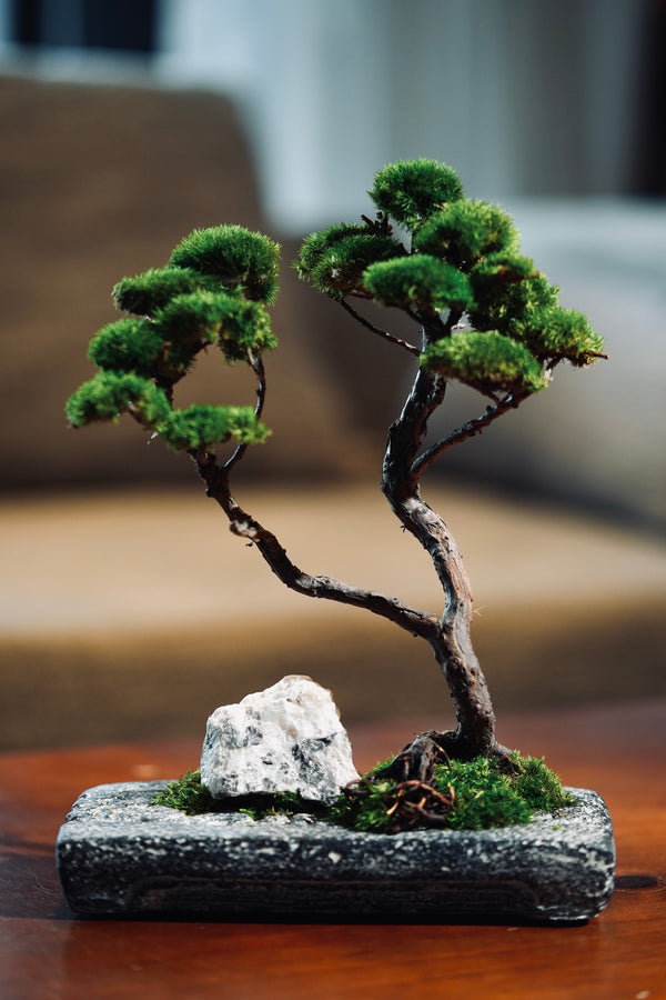 Juniper by the Winding Path - Anchor edition (Preserved Plants)
