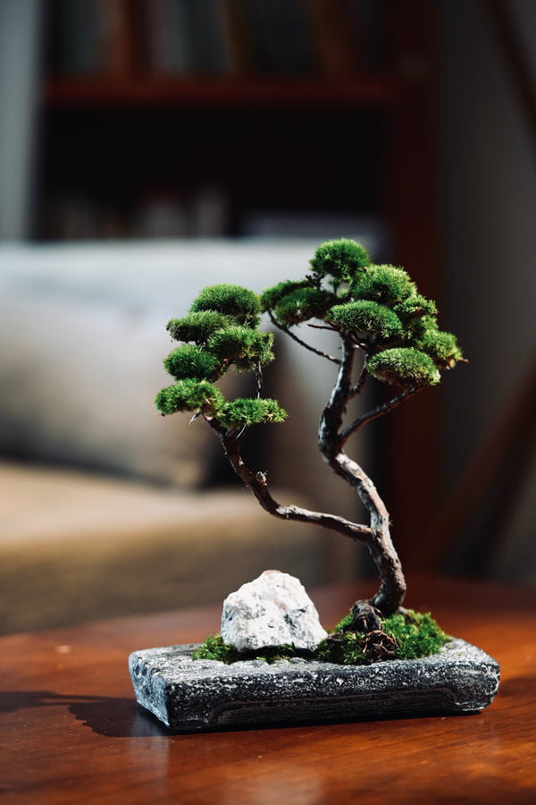 Juniper by the Winding Path - Anchor edition (Preserved Plants)