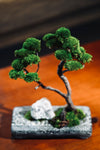 Juniper by the Winding Path - Anchor edition (Preserved Plants)