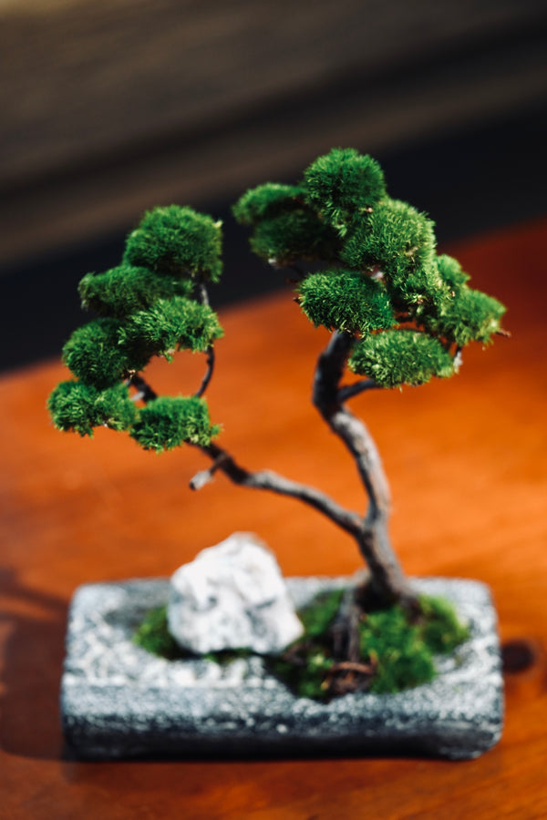 Juniper by the Winding Path - Anchor edition (Preserved Plants)