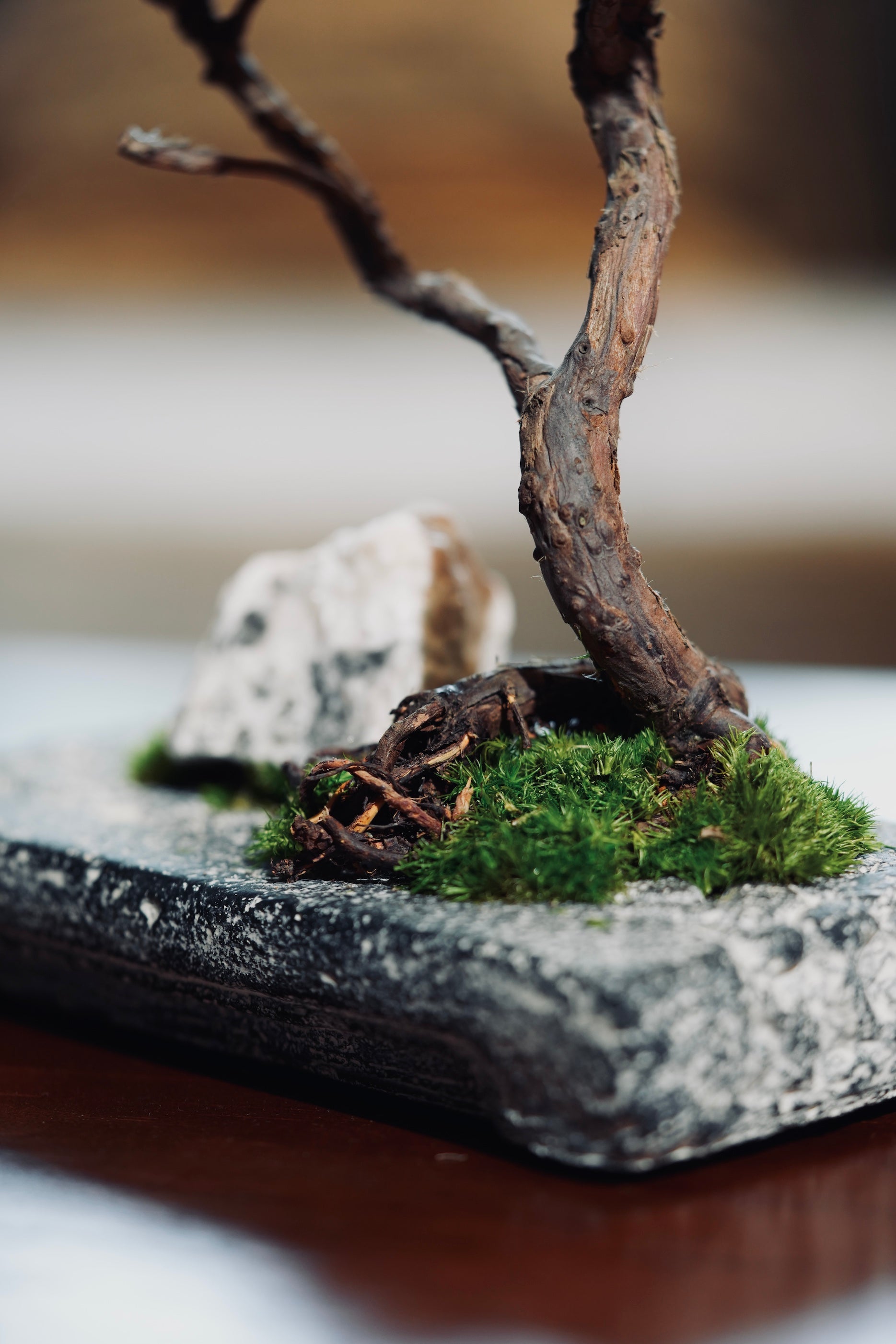 Juniper by the Winding Path - Anchor edition (Preserved Plants)