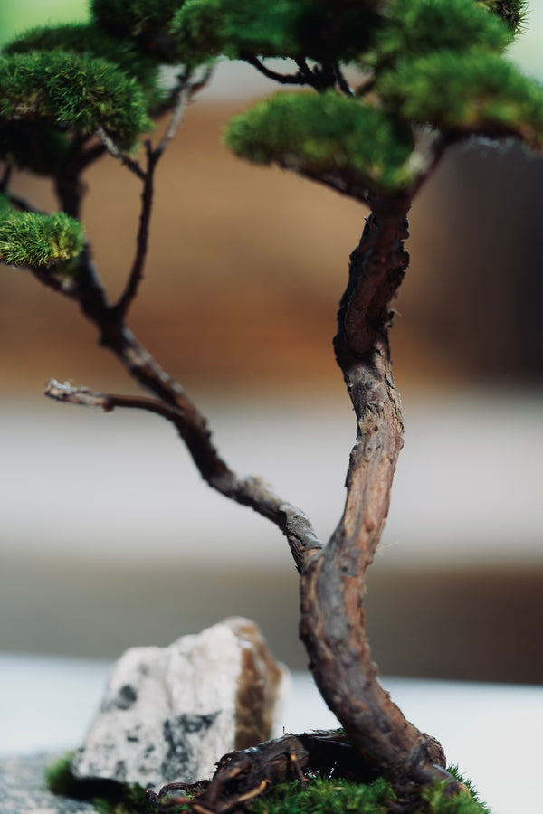 Juniper by the Winding Path - Anchor edition (Preserved Plants)