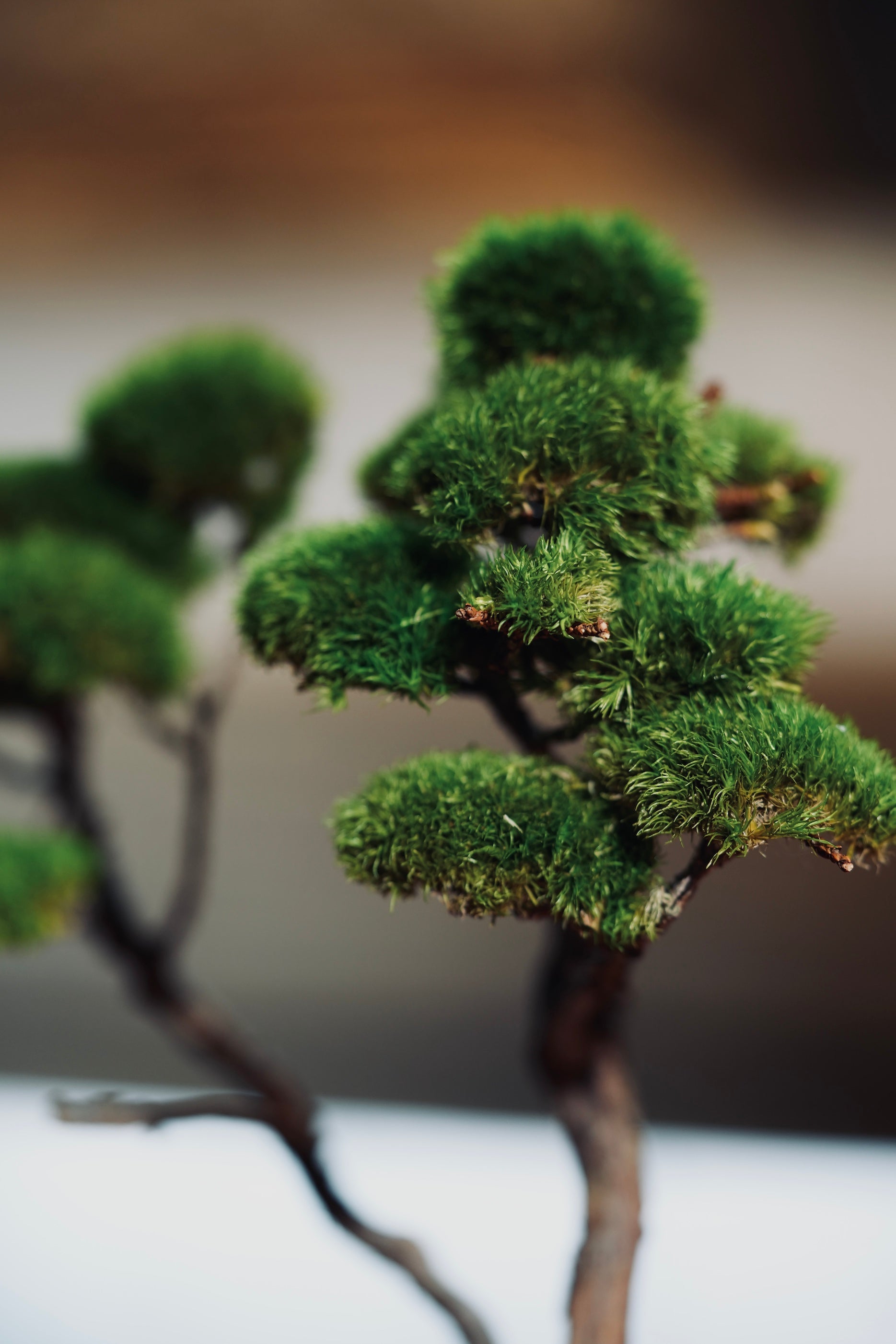Juniper by the Winding Path - Anchor edition (Preserved Plants)