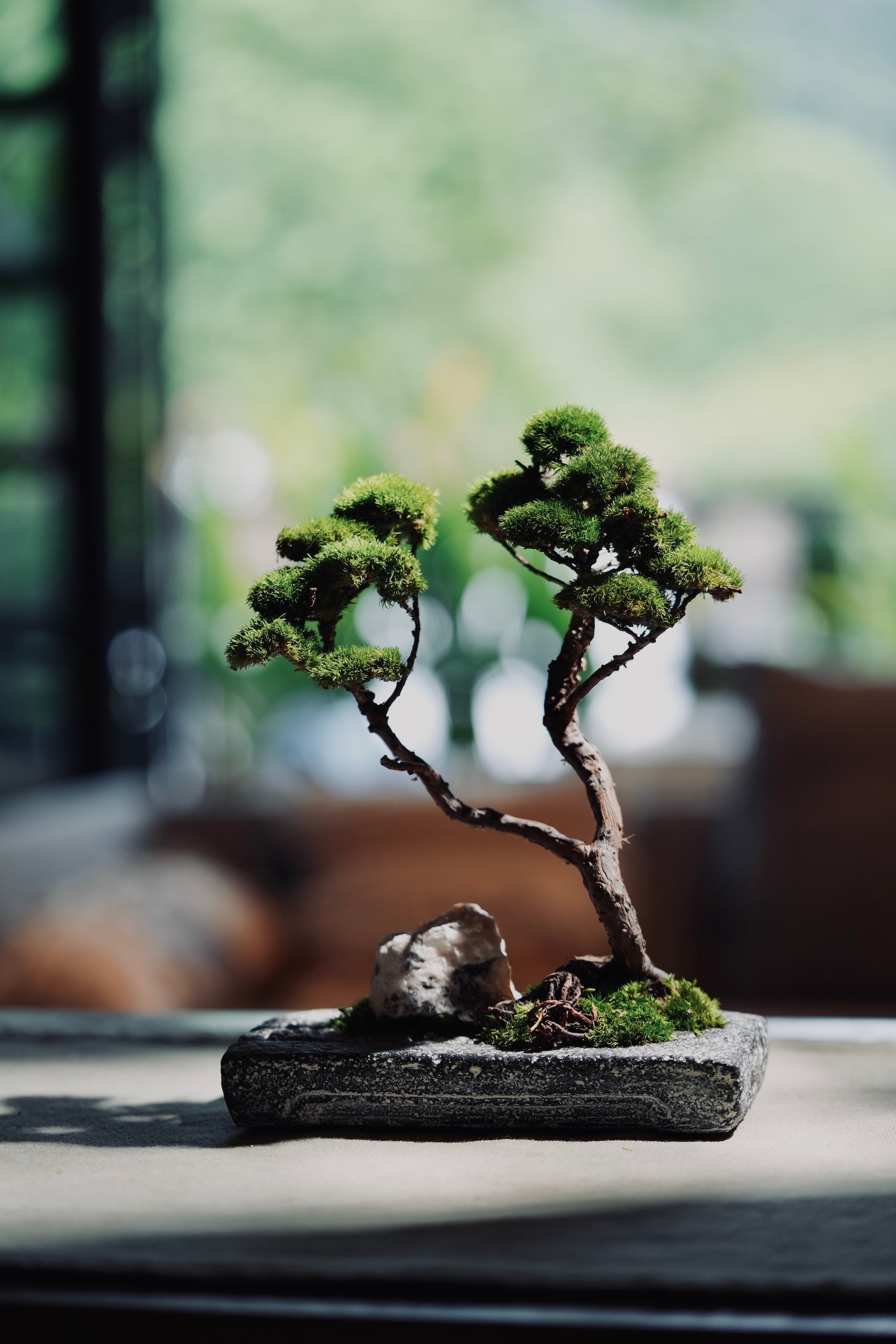 Juniper by the Winding Path - Anchor edition (Preserved Plants)