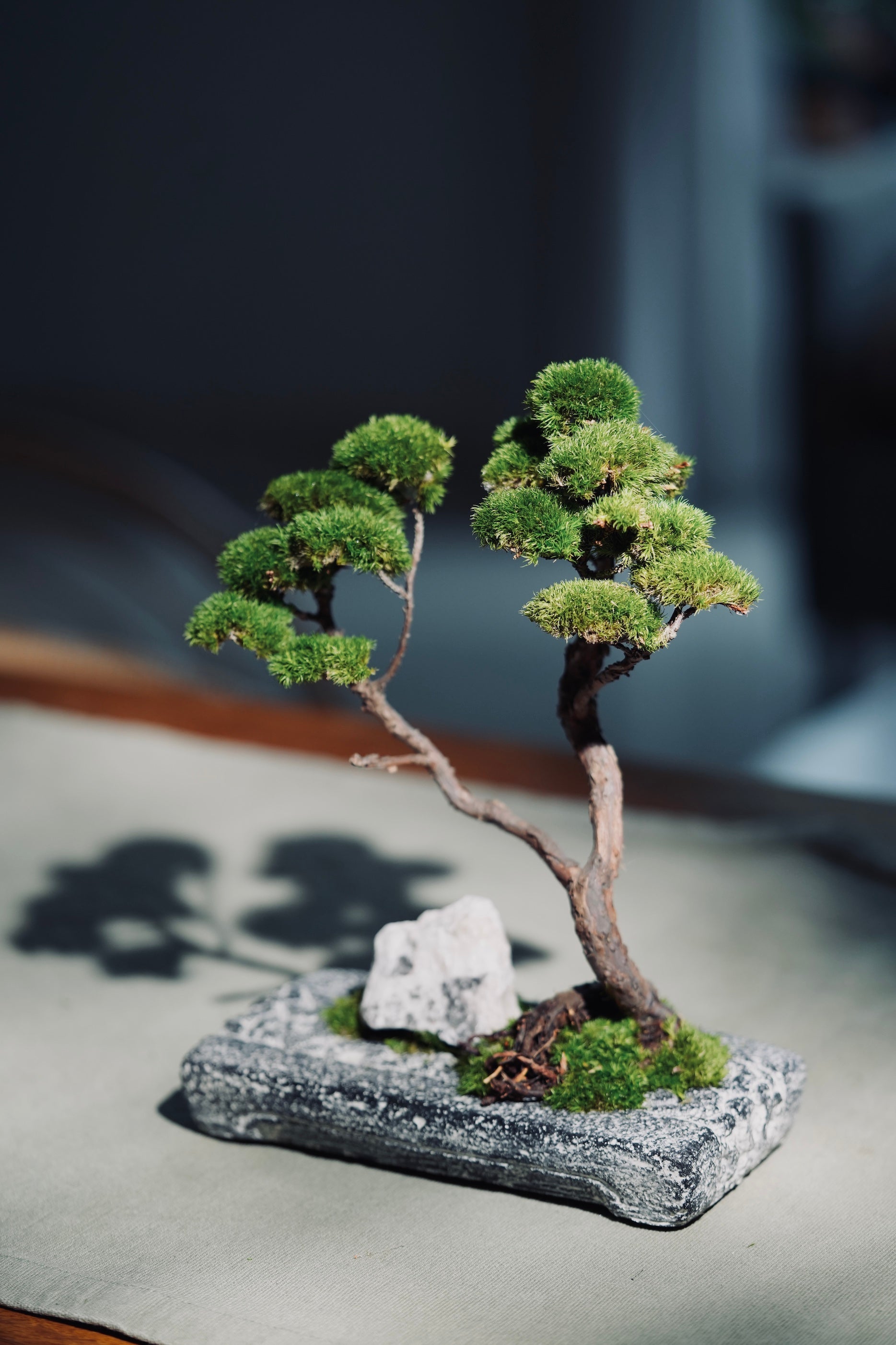 Juniper by the Winding Path - Anchor edition (Preserved Plants)