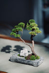 Juniper by the Winding Path - Anchor edition (Preserved Plants)