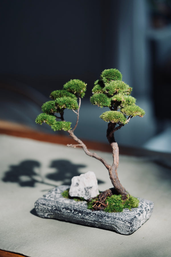 Juniper by the Winding Path - Anchor edition (Preserved Plants)