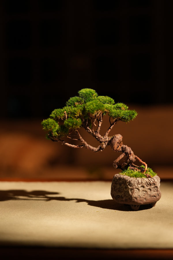 Juniper by the Winding Path (Preserved Plants)