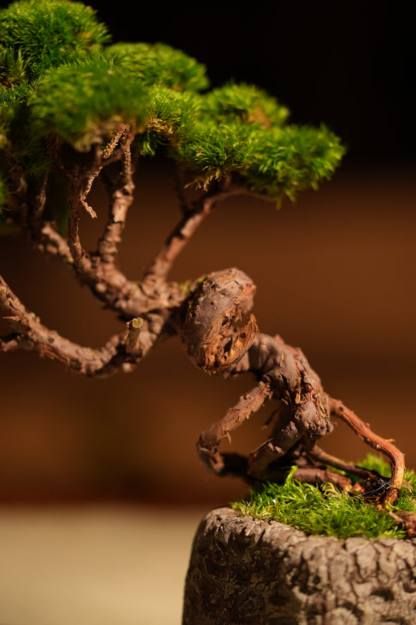 Juniper by the Winding Path (Preserved Plants)