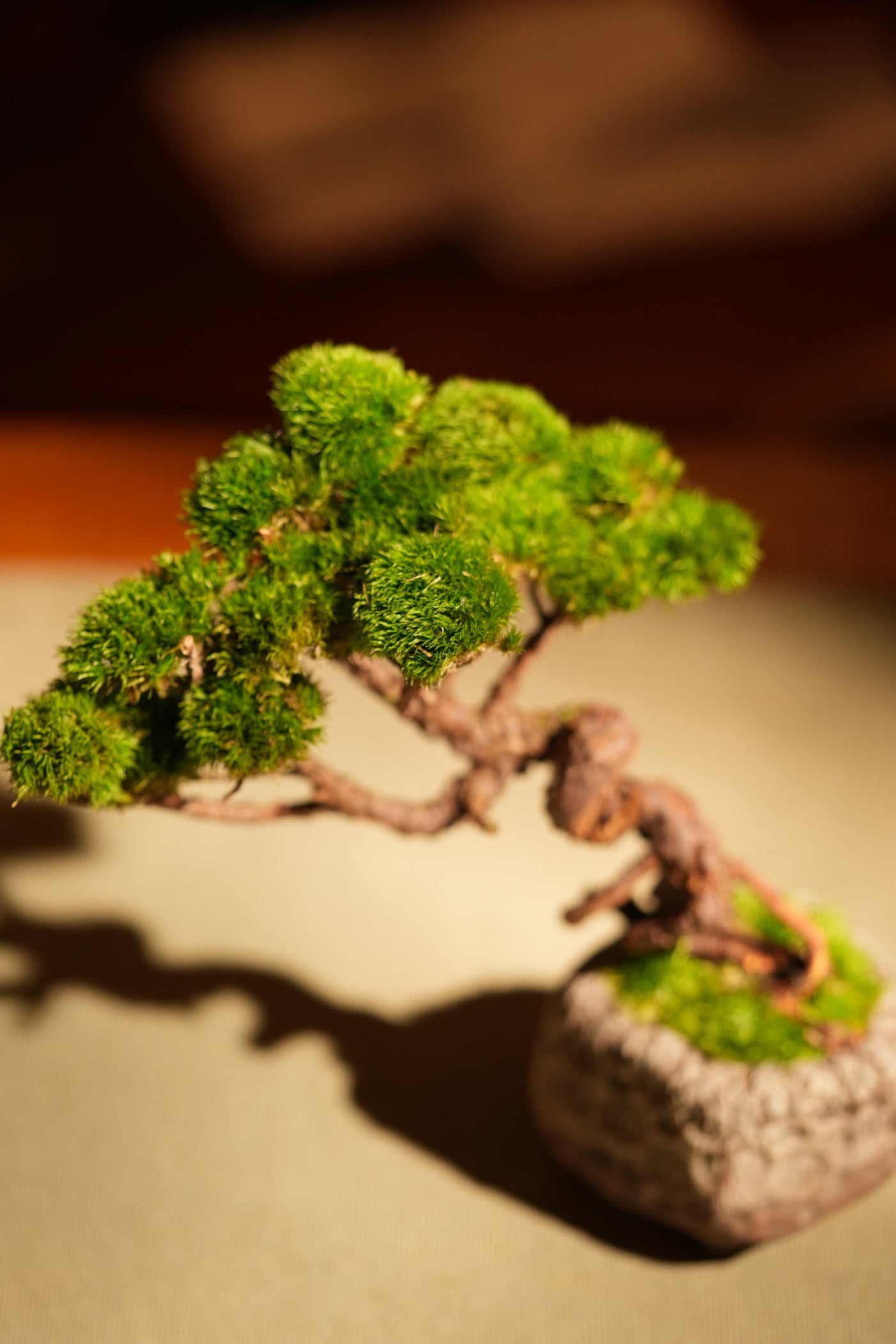 Juniper by the Winding Path (Preserved Plants)