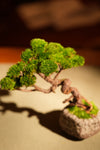 Juniper by the Winding Path (Preserved Plants)