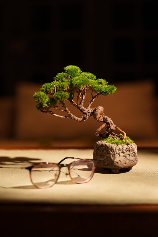Juniper by the Winding Path (Preserved Plants)