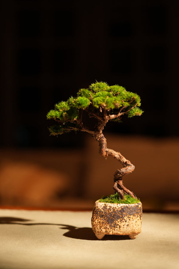 Juniper by the Winding Path (Preserved Plants)