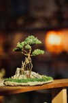 Mistwood - Grace edition (Preserved Plants)
