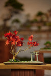 Theatre of Autumn - Flaming Maple (Preserved Plants)