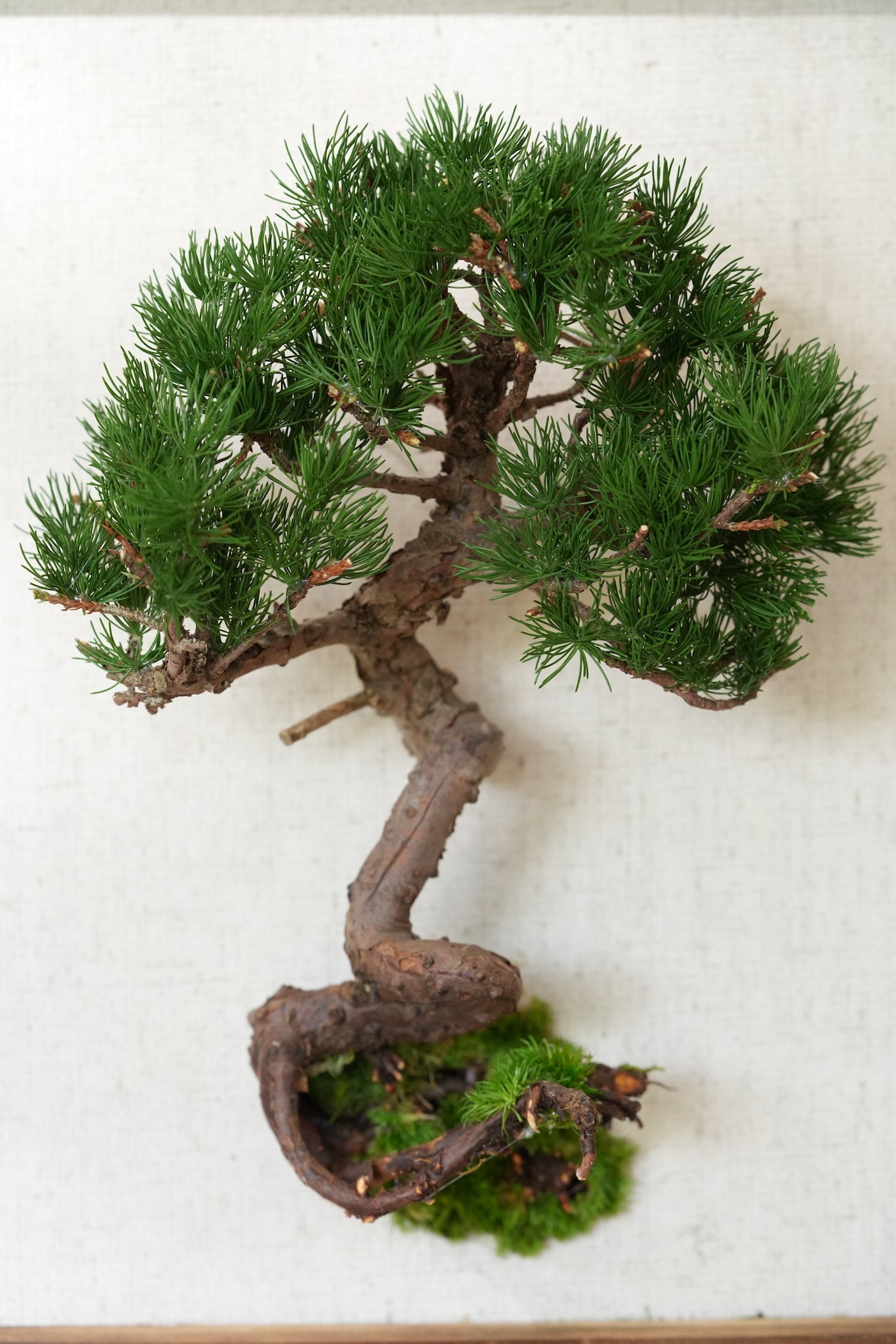 Juniper by the Winding Path - Wall Hanging edition (Preserved Plants)