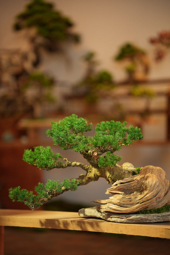 The Windcut Wood - Old Pine edition (Preserved Plants)