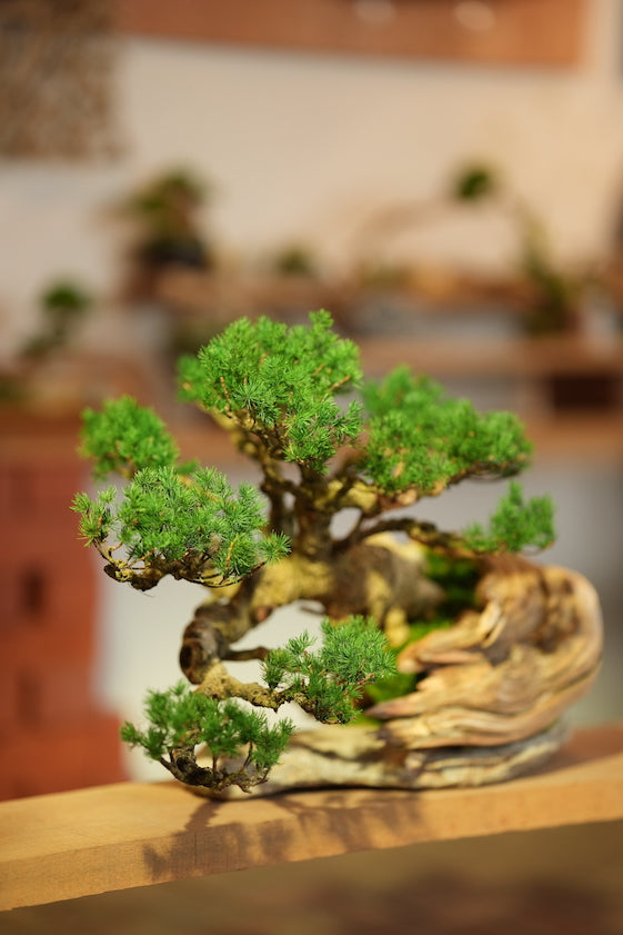 The Windcut Wood - Old Pine edition (Preserved Plants)