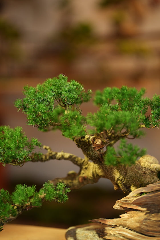 The Windcut Wood - Old Pine edition (Preserved Plants)