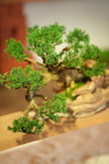 The Windcut Wood - Old Pine edition (Preserved Plants)