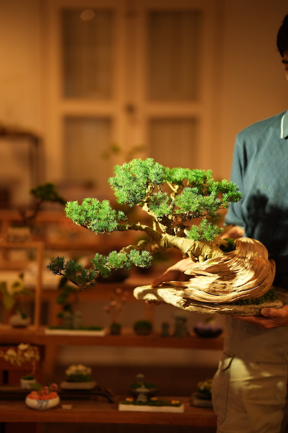The Windcut Wood - Old Pine edition (Preserved Plants)