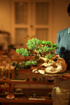 The Windcut Wood - Old Pine edition (Preserved Plants)