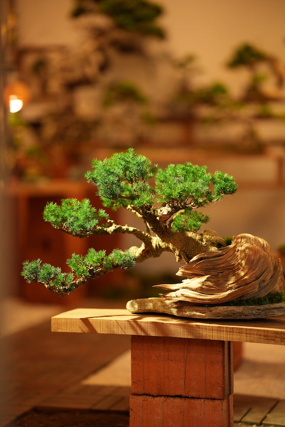 The Windcut Wood - Old Pine edition (Preserved Plants)