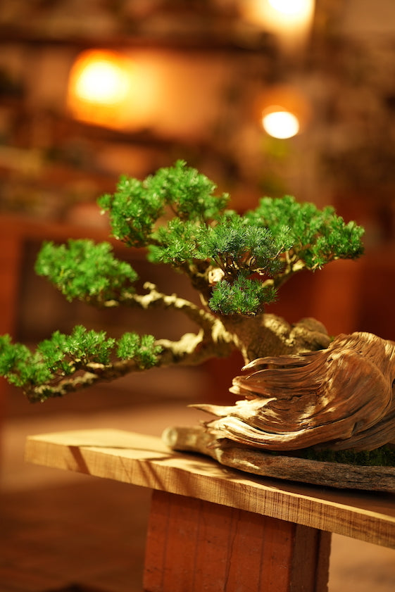 The Windcut Wood - Old Pine edition (Preserved Plants)