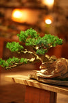 The Windcut Wood - Old Pine edition (Preserved Plants)