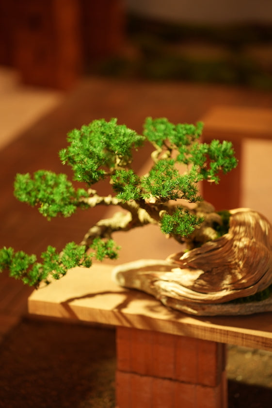 The Windcut Wood - Old Pine edition (Preserved Plants)
