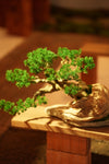 The Windcut Wood - Old Pine edition (Preserved Plants)