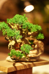 The Windcut Wood - Old Pine edition (Preserved Plants)