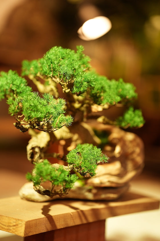 The Windcut Wood - Old Pine edition (Preserved Plants)