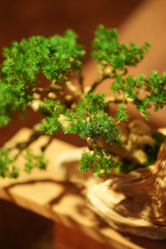 The Windcut Wood - Old Pine edition (Preserved Plants)