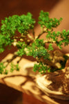 The Windcut Wood - Old Pine edition (Preserved Plants)