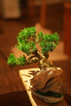 The Windcut Wood - Old Pine edition (Preserved Plants)