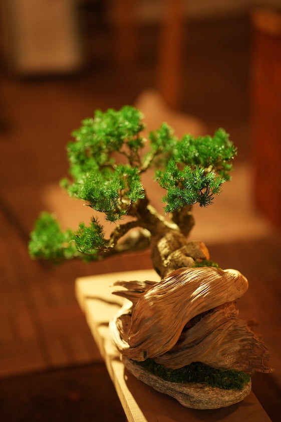 The Windcut Wood - Old Pine edition (Preserved Plants)