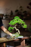 The Bride (Preserved Plants)
