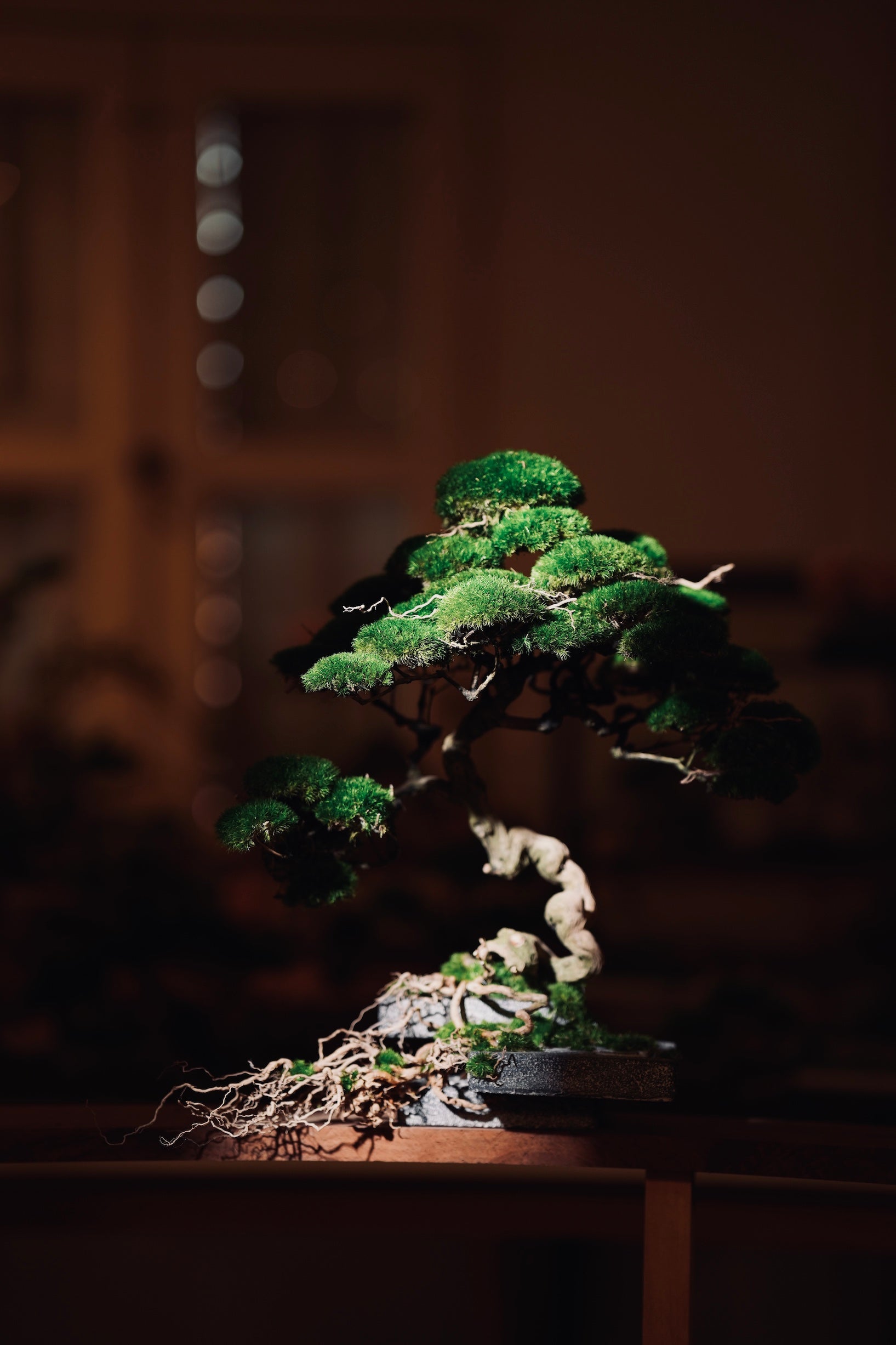 The Bride (Preserved Plants)