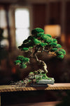 The Bride (Preserved Plants)