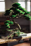 The Bride (Preserved Plants)