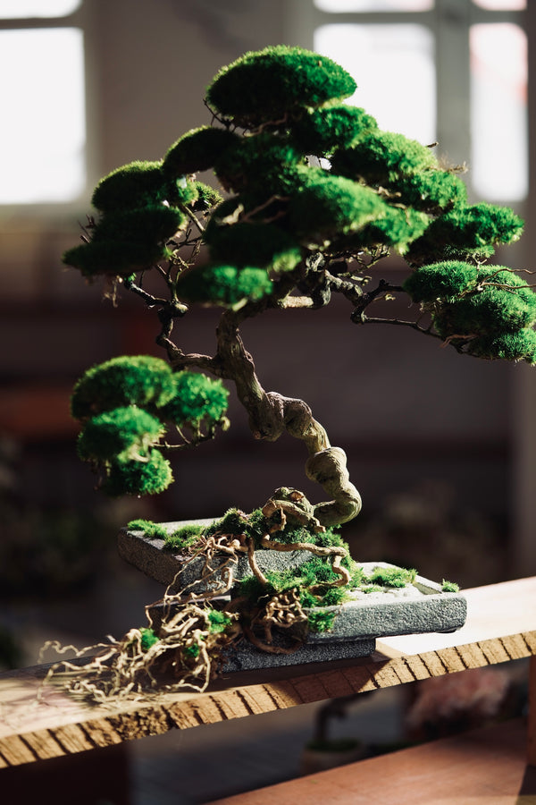 The Bride (Preserved Plants)